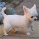 Schattig Chihuahua Puppies! - 1 - Thumbnail