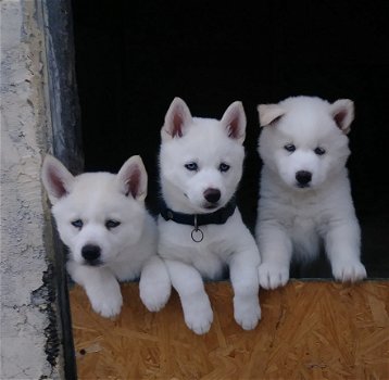 Husky Puppies voor adoptie - 1