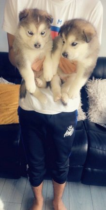 Rasechte Siberische Husky Puppies voor adoptie