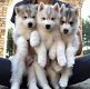 Twee Siberische Husky Puppies voor re-homing - 1 - Thumbnail