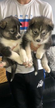Geregistreerde Siberische Husky Puppies voor adoptie - 1