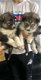Geregistreerde Siberische Husky Puppies voor adoptie - 1 - Thumbnail