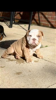 Speelse Engelse Bulldog Puppies voor nieuwe huizen - 1