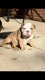 Speelse Engelse Bulldog Puppies voor nieuwe huizen - 1 - Thumbnail