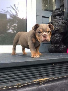 Gezonde Engelse Bulldog-puppy's voor adoptie - 1
