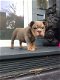 Gezonde Engelse Bulldog-puppy's voor adoptie - 1 - Thumbnail