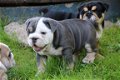 Ik heb Super Champion Bloodline Engelse Bulldog-baby's hier voor gratis adoptie - 1 - Thumbnail