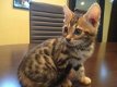 Gratis katten en kittens - 1 - Thumbnail