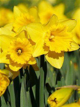 NARCISSEN - CALIFORNIA maat 12/14 nu 100 stuks € 9,99 - 1