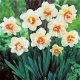 NARCISSEN - FLOWER DRIFT maat 12/14 Nu 100 stuks € 9,99 - 1 - Thumbnail