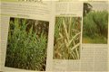 Siergrassen, een tuin vol beweging - 2 - Thumbnail