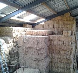 Grote balen Switchgrass stro te koop bij Delfzijl - nr. 1