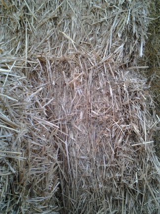 Grote balen Switchgrass stro te koop bij Delfzijl - Afbeelding 2