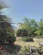 Rural Retreat.Algarve.140.000€ - 5 - Thumbnail