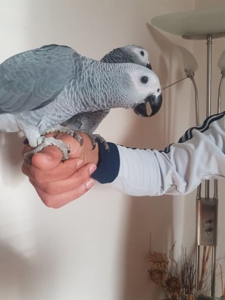 Afrikaans grijs hand te koop - nr. 1