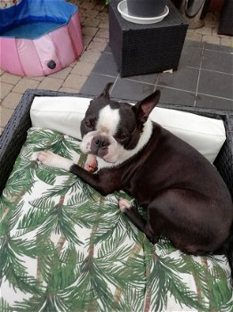 GRATIS PUPS VAN STEFANO UIT HENEGOUWEN IS OPLICHTERIJ!!!!!!!!!!! - 1