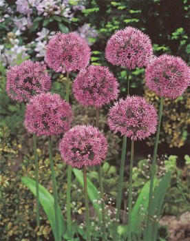 Allium Aflatunense bolmaat 12+ - 1