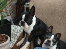 PUPS VAN ABIGAILW UIT ANDERLECHT IS OPLICHTERIJ!!!!!!!!!!!!!