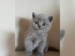 Prachtige Britse korthaar kittens - 1 - Thumbnail