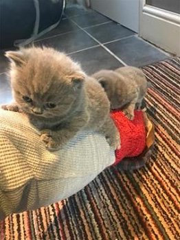 5 Britse kittens met kort haar Bsh geregistreerd - 1