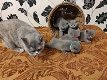 BSH kittens blauw jongens en 2 lila meisjes - 1 - Thumbnail