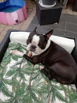 gratis PUPS VAN HOERABLEET UIT ANTWERPEN IS PUUR OPLICHTERIJ!!!!!!! - 1