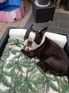 gratis PUPS VAN HOERABLEET UIT ANTWERPEN IS PUUR OPLICHTERIJ!!!!!!!