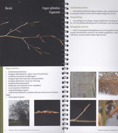 Waardplanten Anoplophora - Afbeelding 3