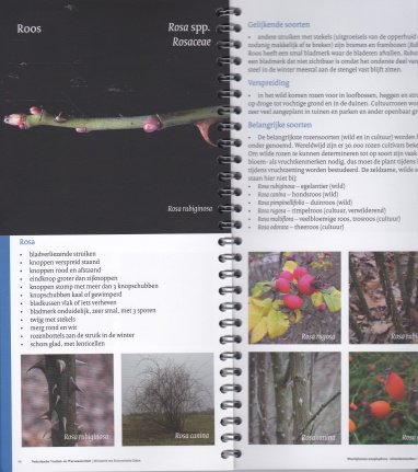 Waardplanten Anoplophora - Afbeelding 4