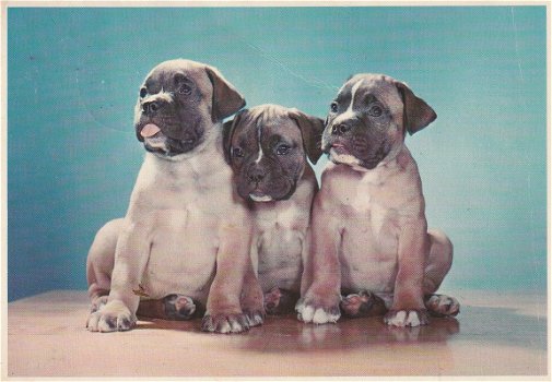 Hondenkaart 1968_2 - 1