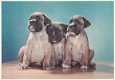 Hondenkaart 1968_2 - 1 - Thumbnail