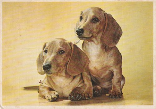 Hondenkaart 1968 1_2 - 1