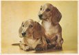 Hondenkaart 1968 1_2 - 1 - Thumbnail