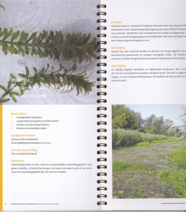 Invasieve waterplanten in Nederland - Afbeelding 2