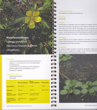 Invasieve waterplanten in Nederland - Afbeelding 3