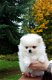 Pommeren Puppies voor adoptie - 1 - Thumbnail