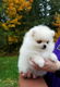 Pommeren Puppies voor adoptie - 2 - Thumbnail