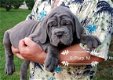 Napolitaanse Mastiff pups voor adoptie - 1 - Thumbnail