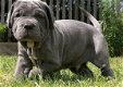 Napolitaanse Mastiff pups voor adoptie - 2 - Thumbnail
