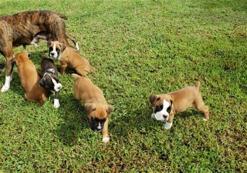 Boxer pups voor adoptie - 1