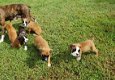 Boxer pups voor adoptie - 1 - Thumbnail