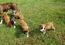 Boxer pups voor adoptie