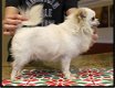 Beschikbare chihuahua pups voor adoptie - 2 - Thumbnail