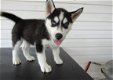 Siberische Husky pups voor adoptie - 1 - Thumbnail