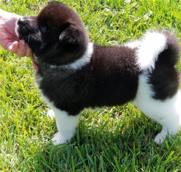 Akita pups voor adoptie schattig - 1