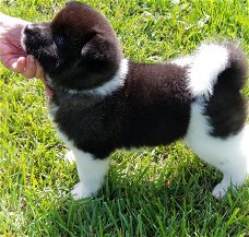Akita pups voor adoptie schattig