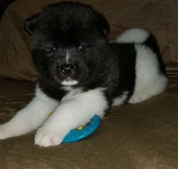 Akita pups voor adoptie schattig - 2
