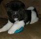 Akita pups voor adoptie schattig - 2 - Thumbnail