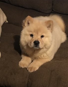 Chow Chow pups voor adoptie - 1