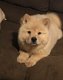 Chow Chow pups voor adoptie - 1 - Thumbnail